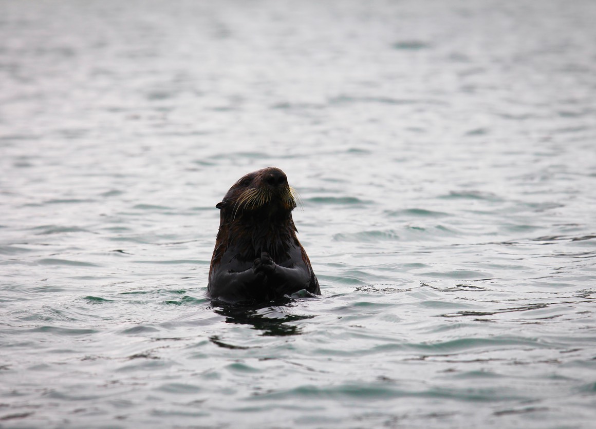 otter6
