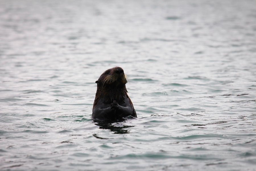 otter6