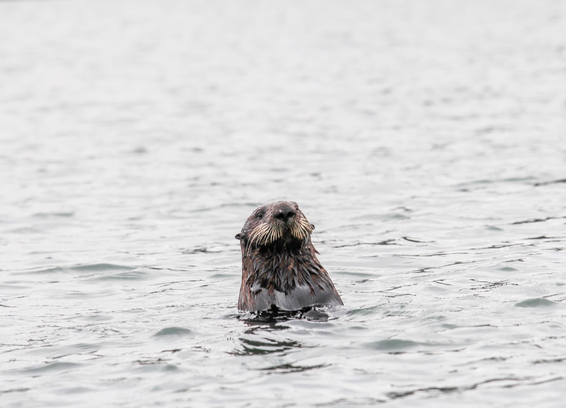 otter9