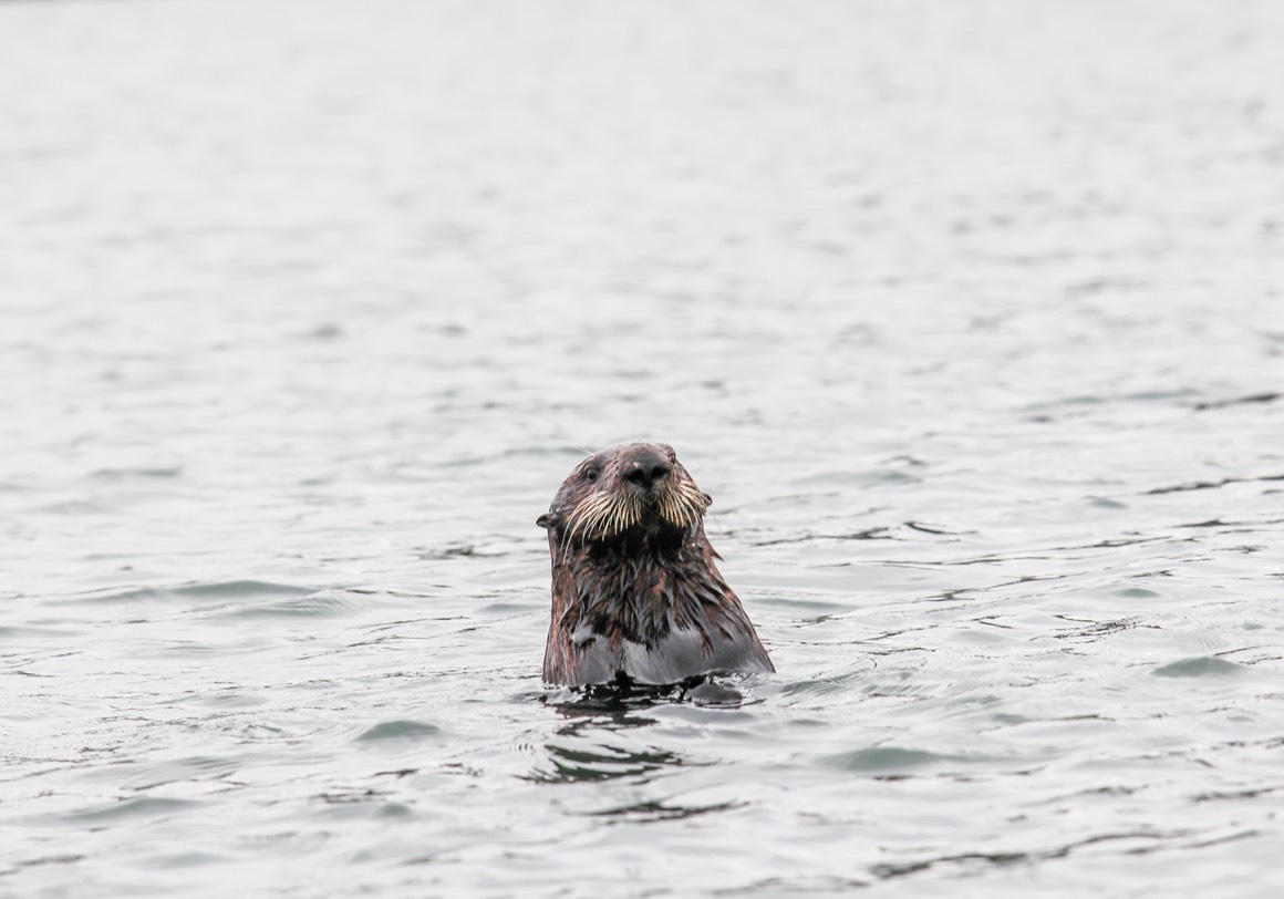 otter9