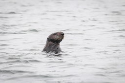 otter