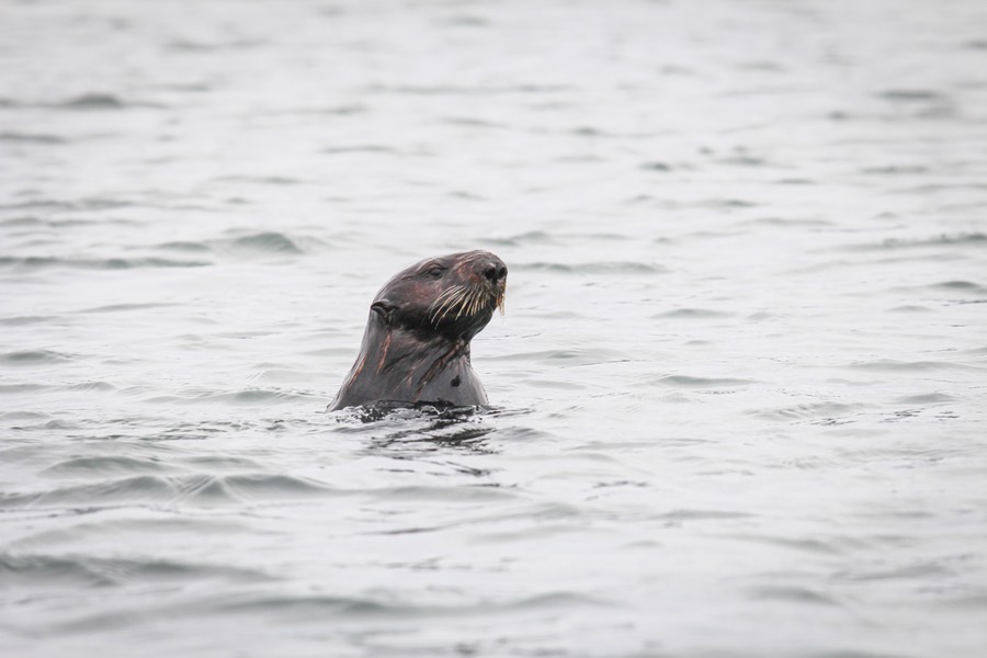 otter
