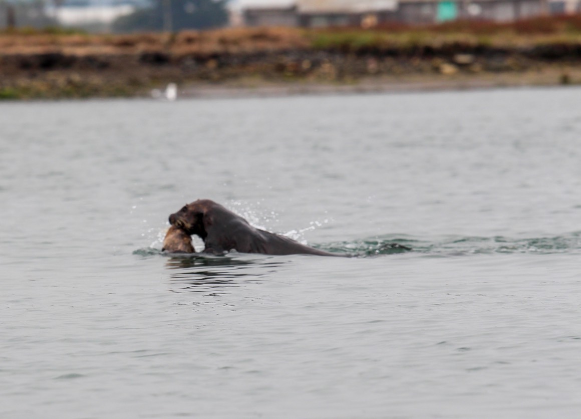 otterpup2