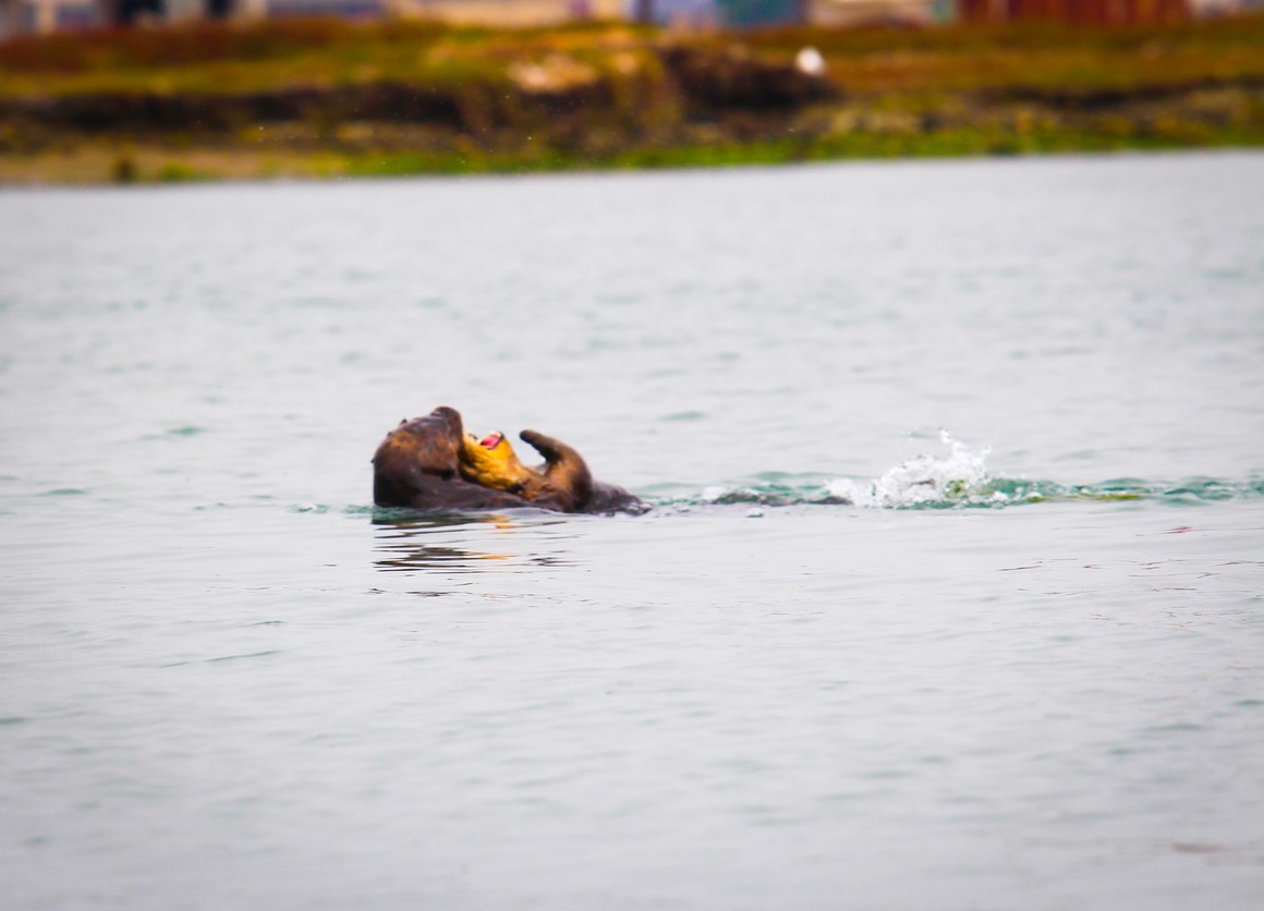 otterpup