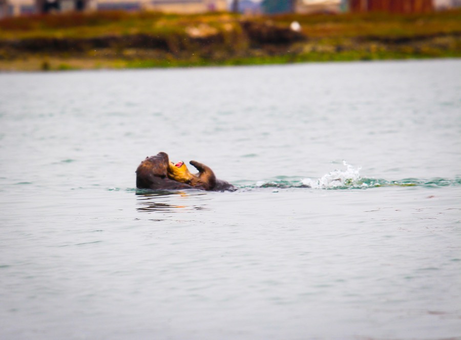 otterpup