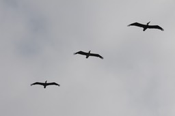 pelflight2