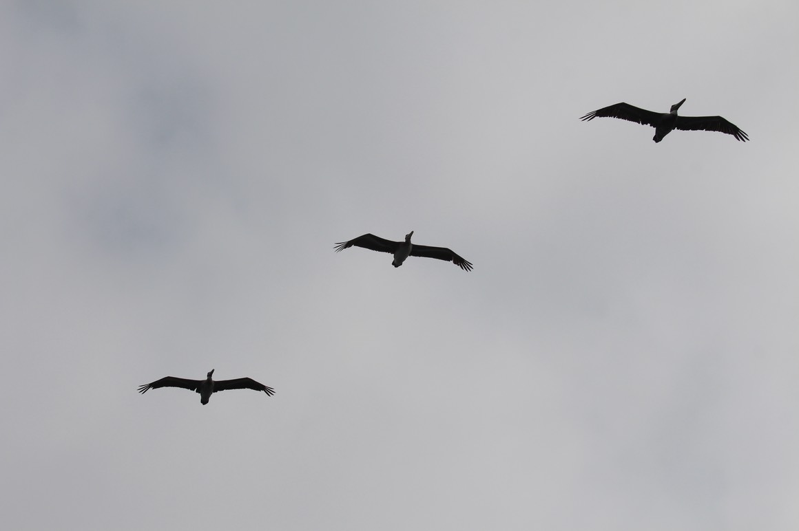 pelflight2
