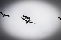 pelflight3