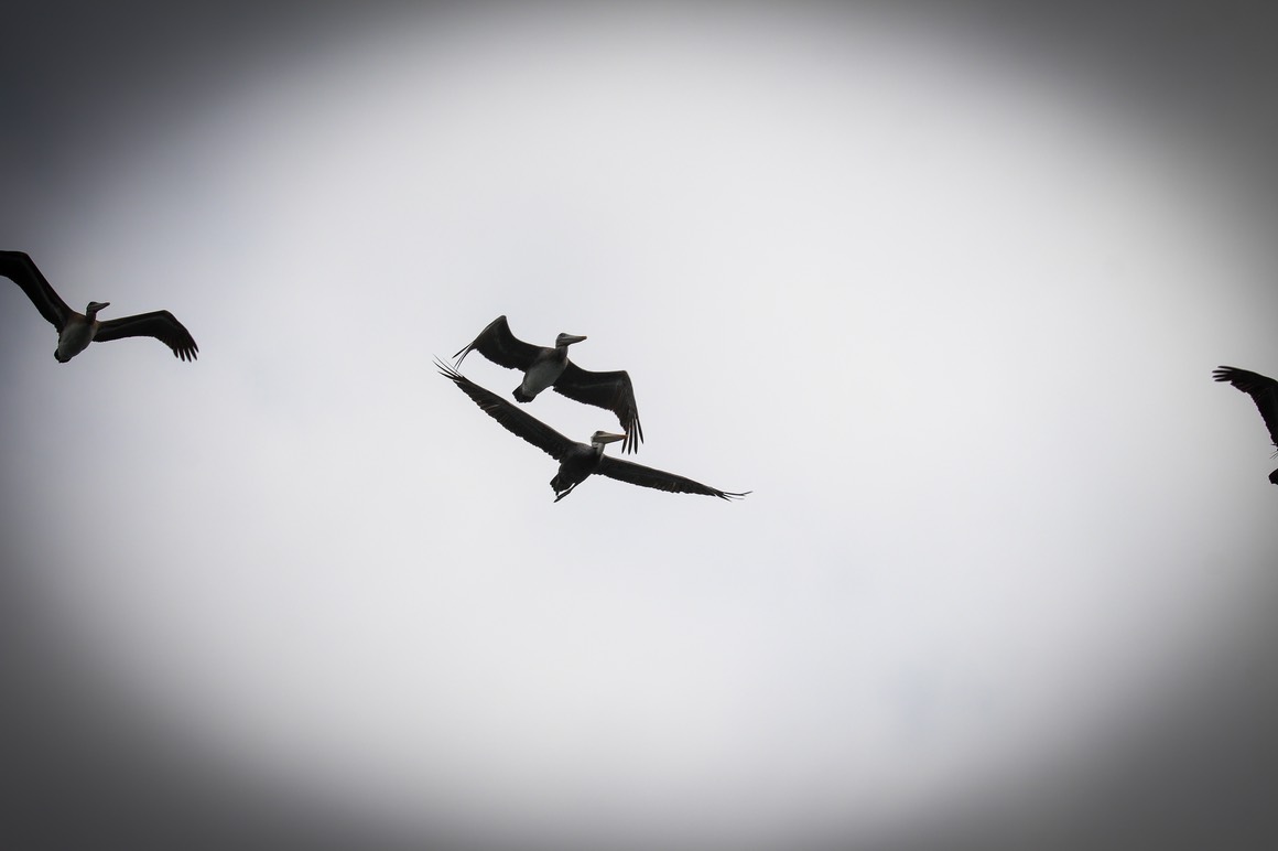 pelflight3