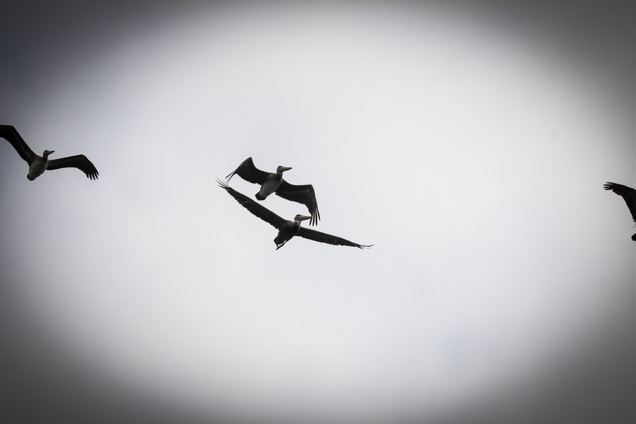 pelflight3