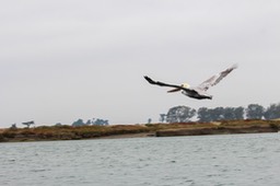 pelflight4