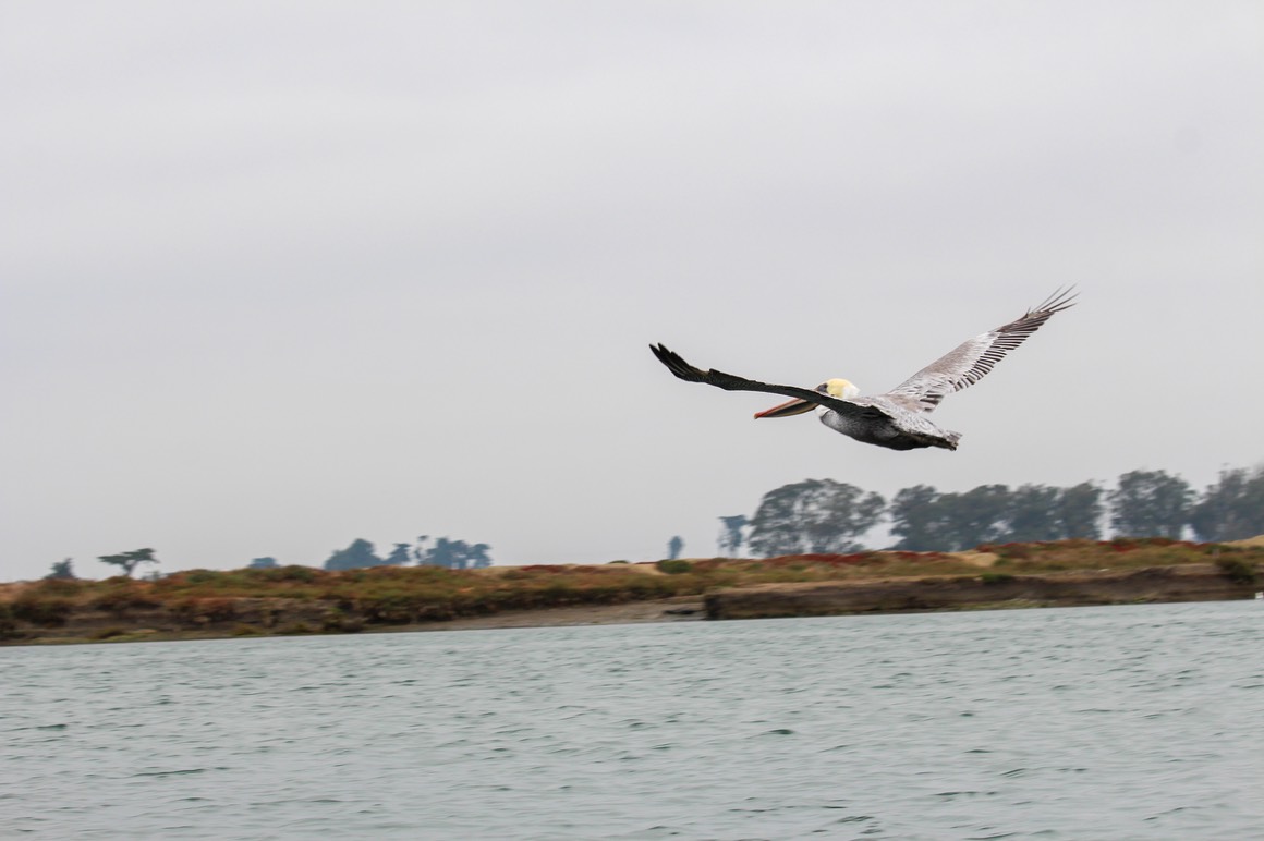 pelflight4