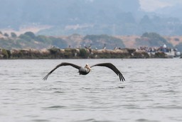 pelflight8