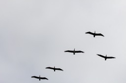 pelflight