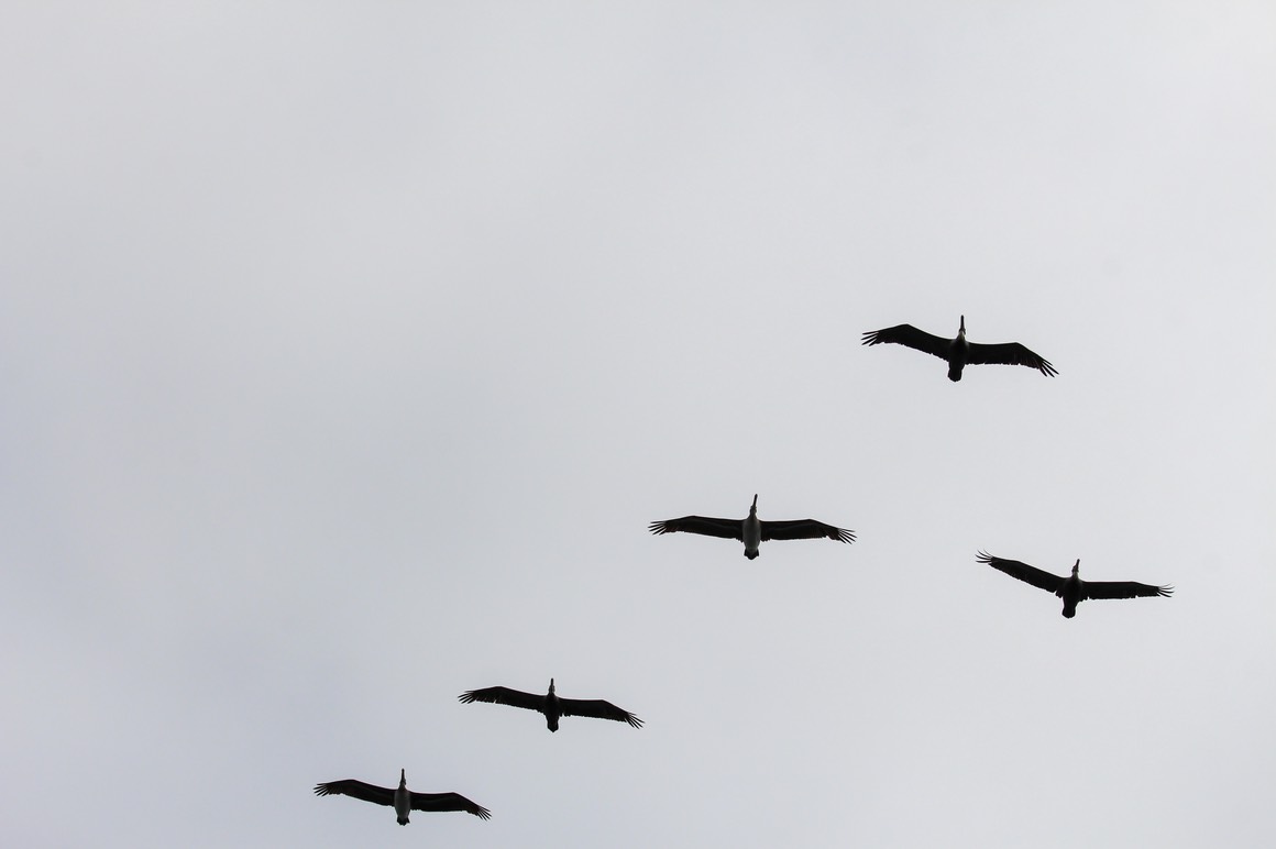 pelflight