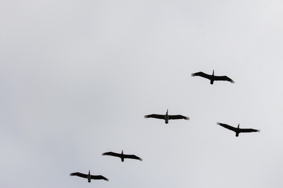 pelflight