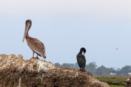 pelican10
