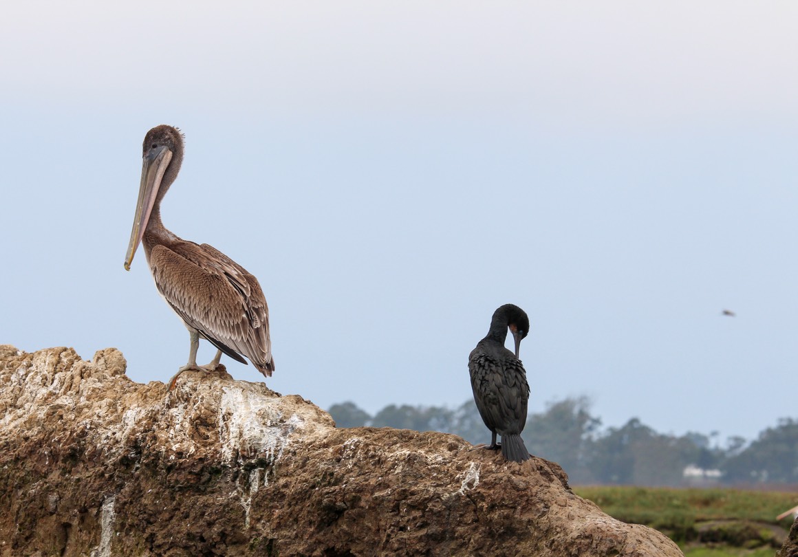 pelican10