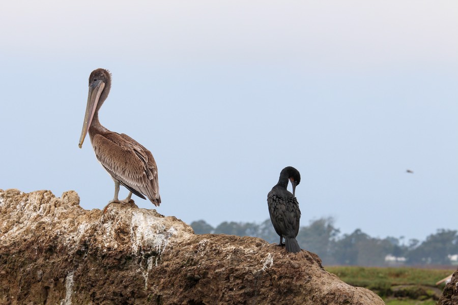 pelican10