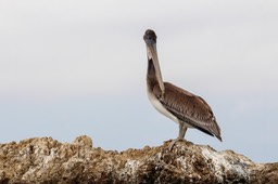 pelican11