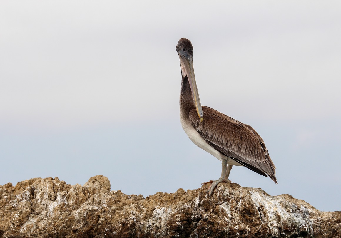 pelican11