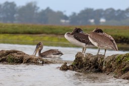 pelican13