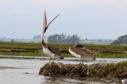 pelican14