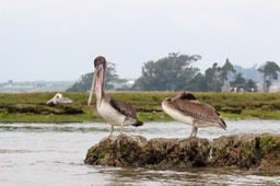 pelican20