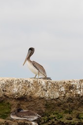 pelican21