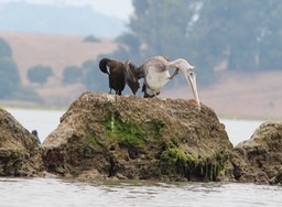 pelican2