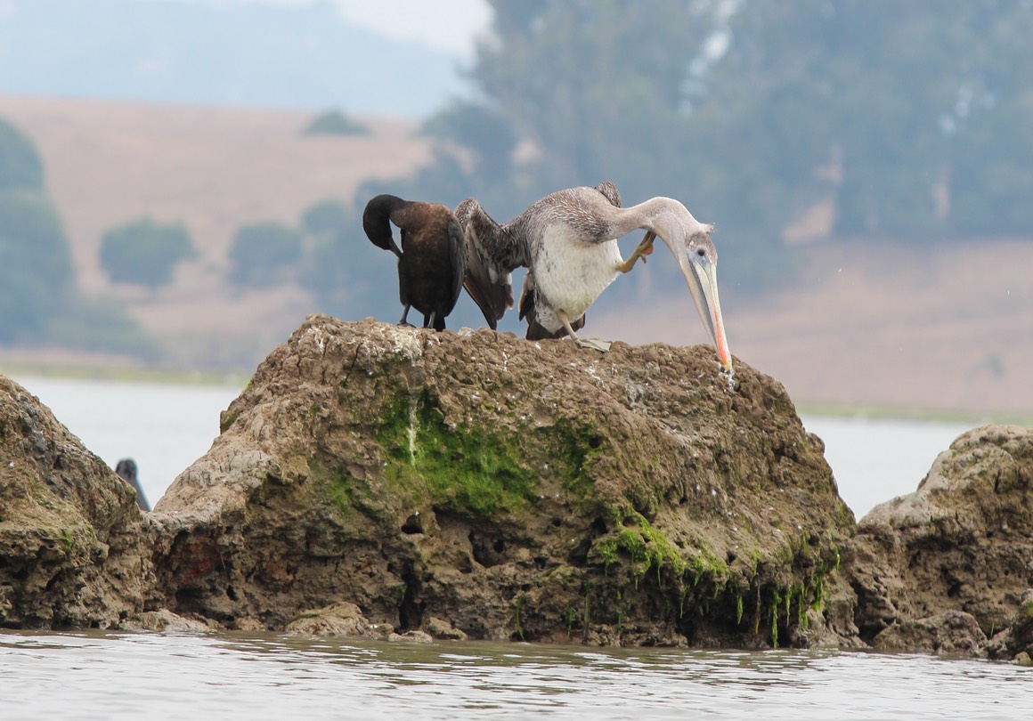 pelican2