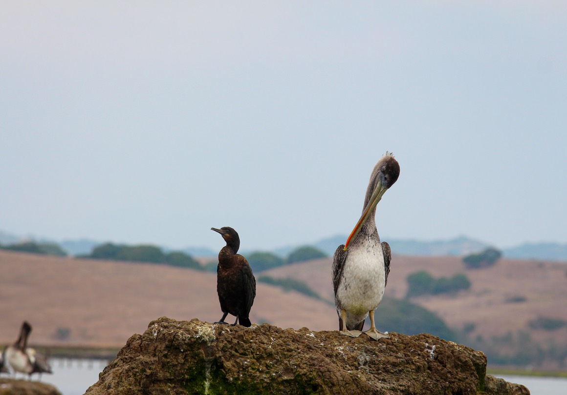 pelican4