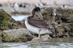 pelican6