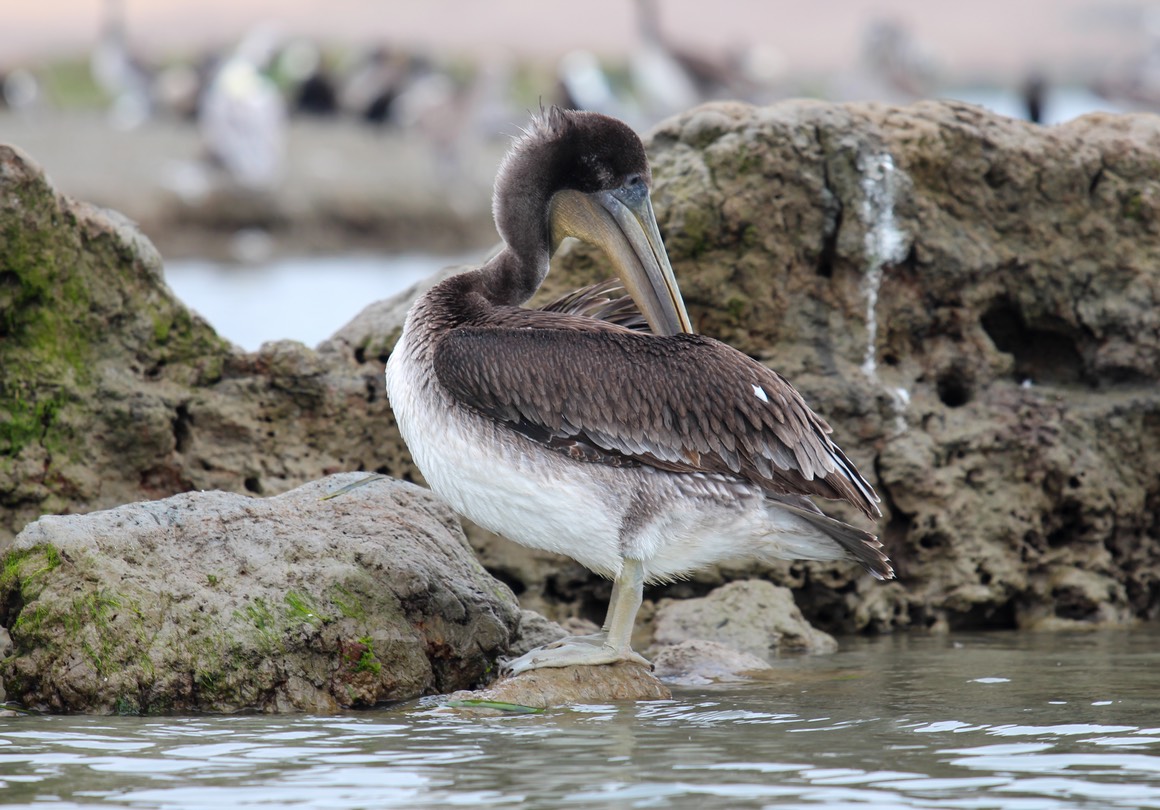 pelican6