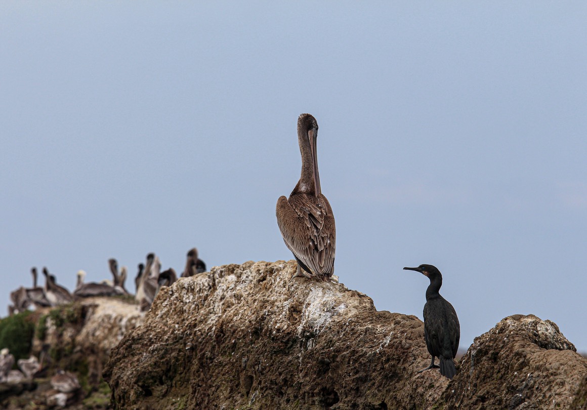 pelican9