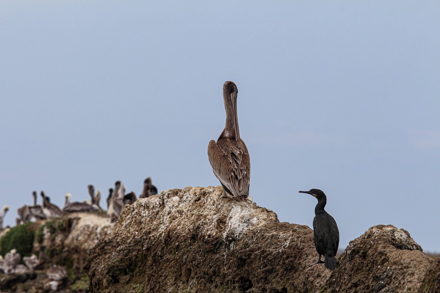 pelican9