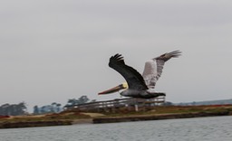 pelican