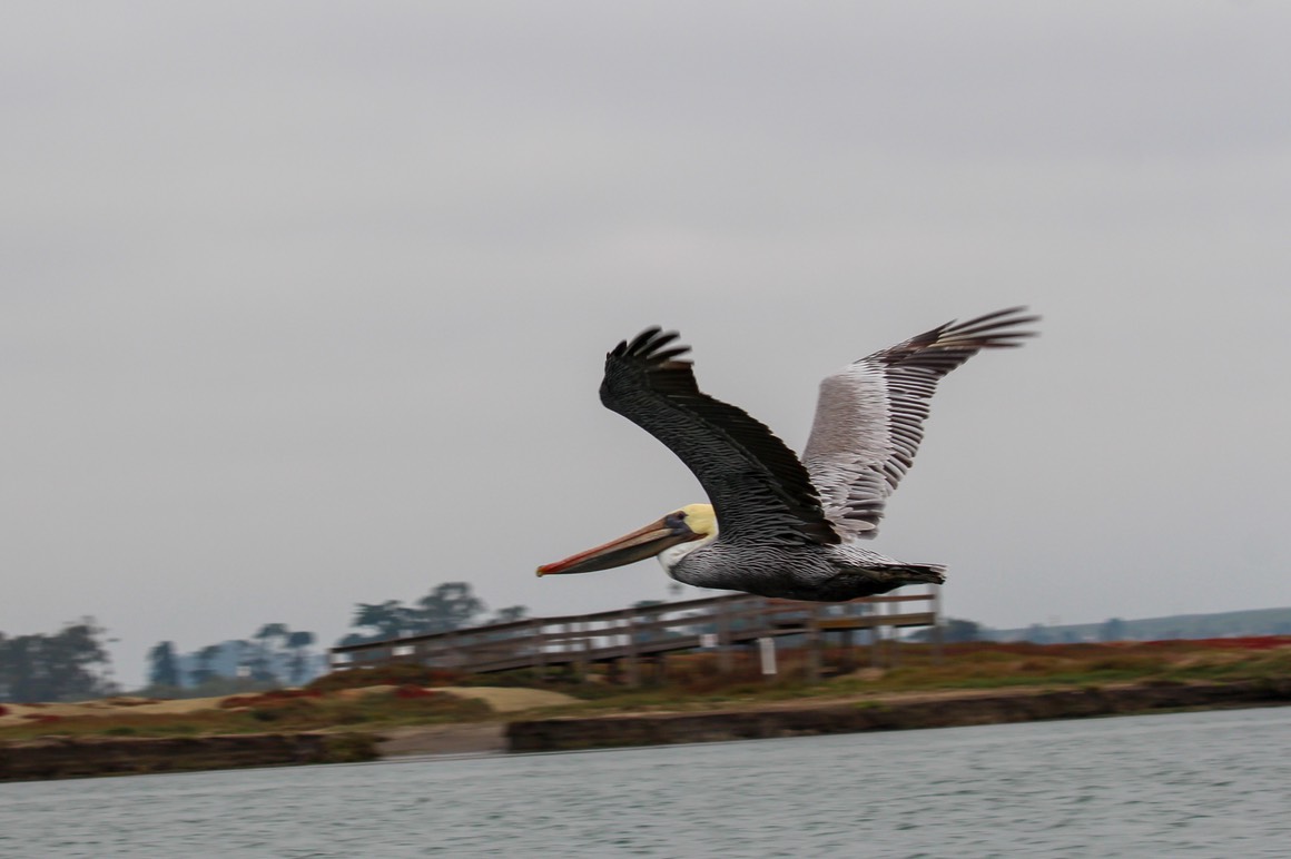 pelican