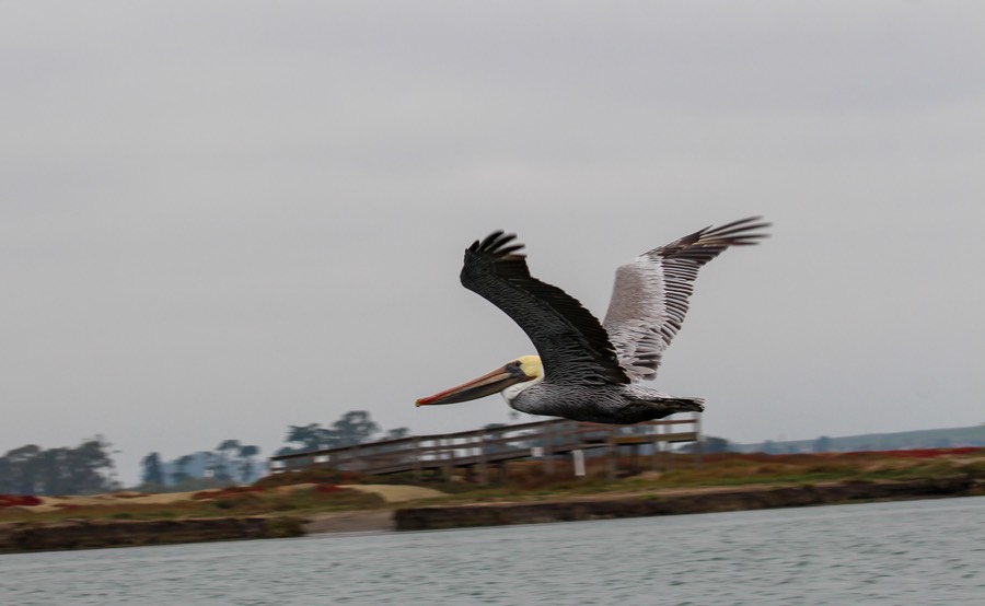 pelican