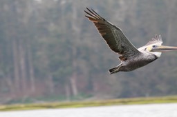pelicanflight10