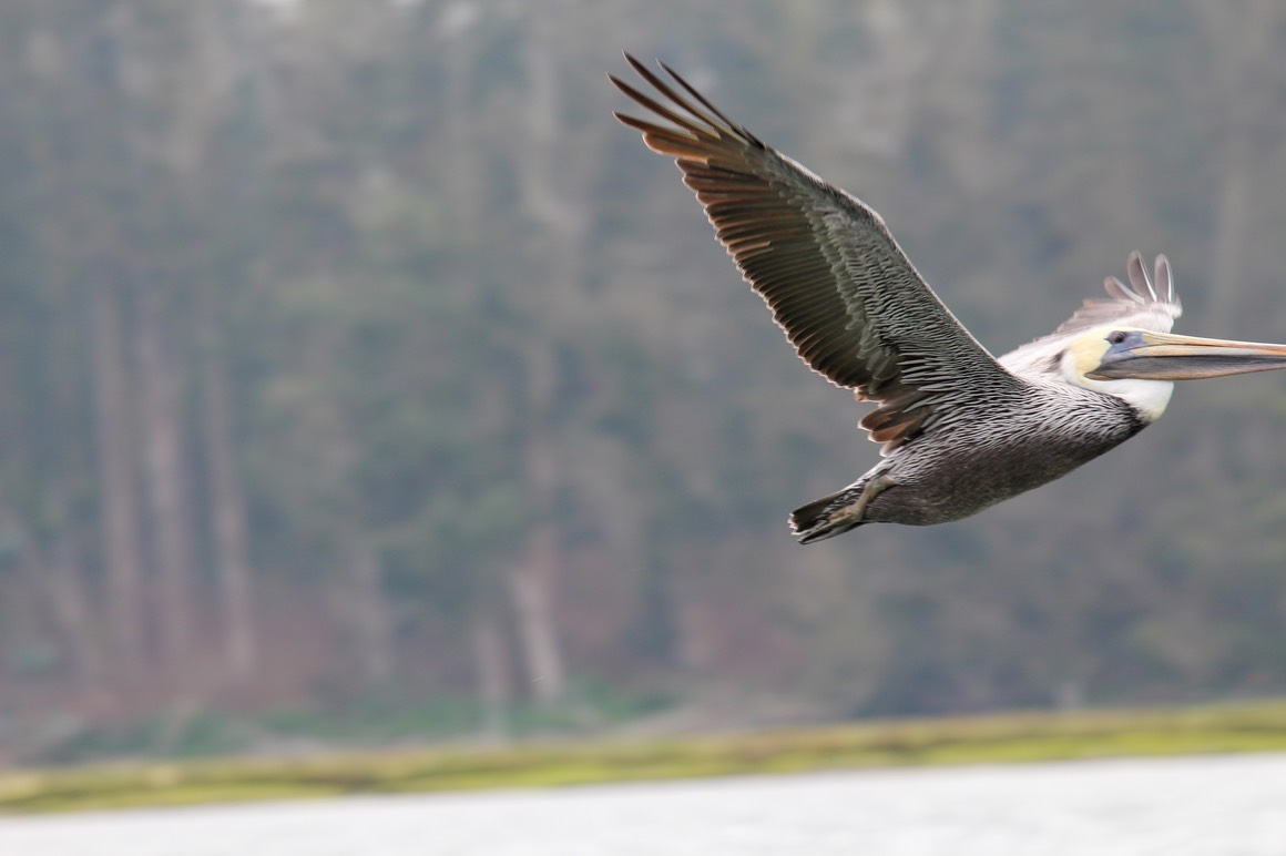pelicanflight10