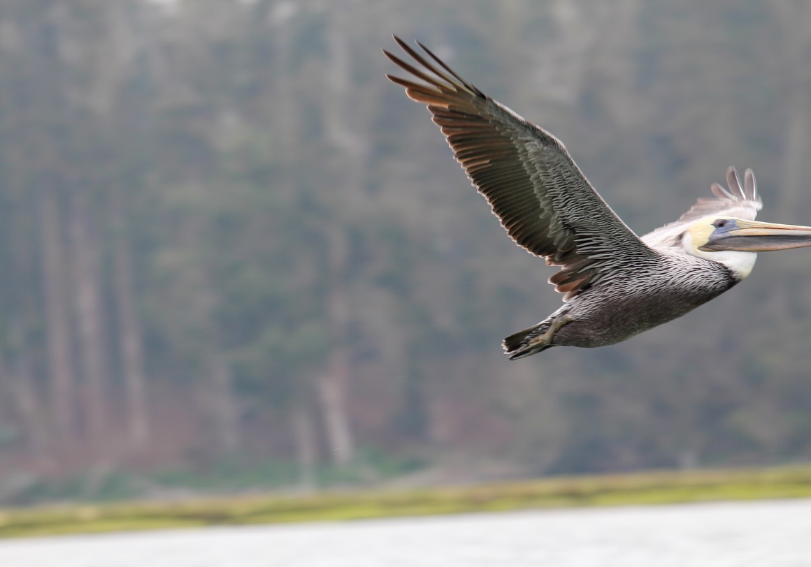 pelicanflight10