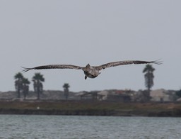 pelicanflight16