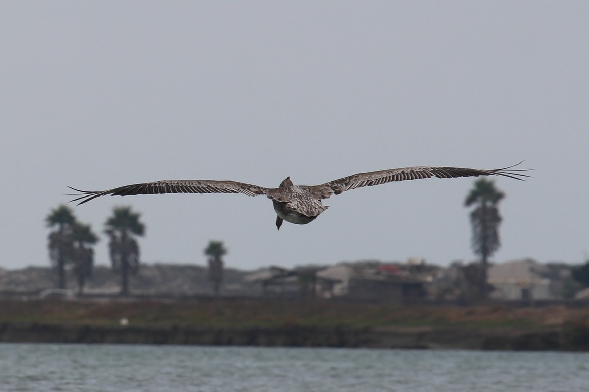pelicanflight16