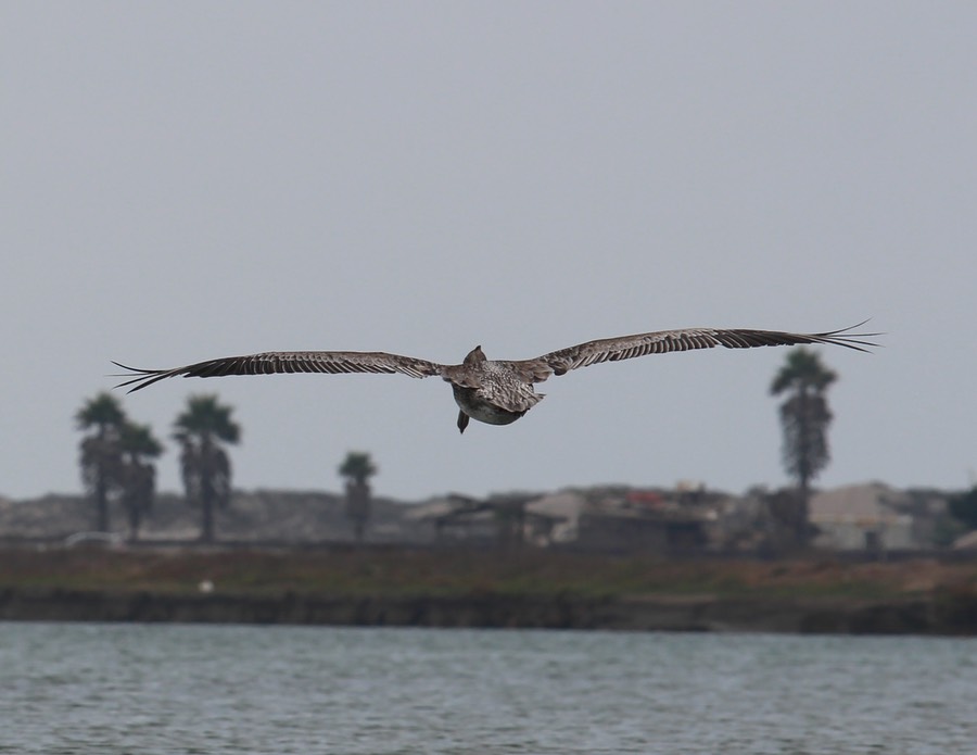 pelicanflight16
