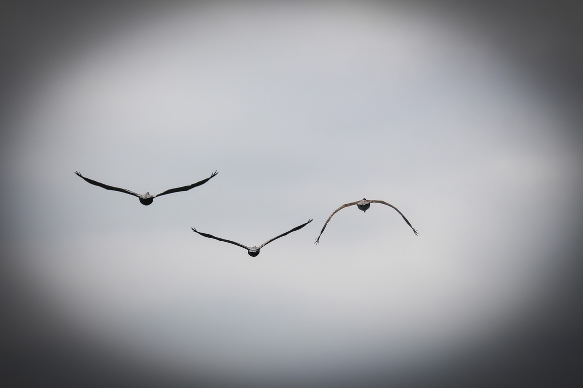 pelicanflight17