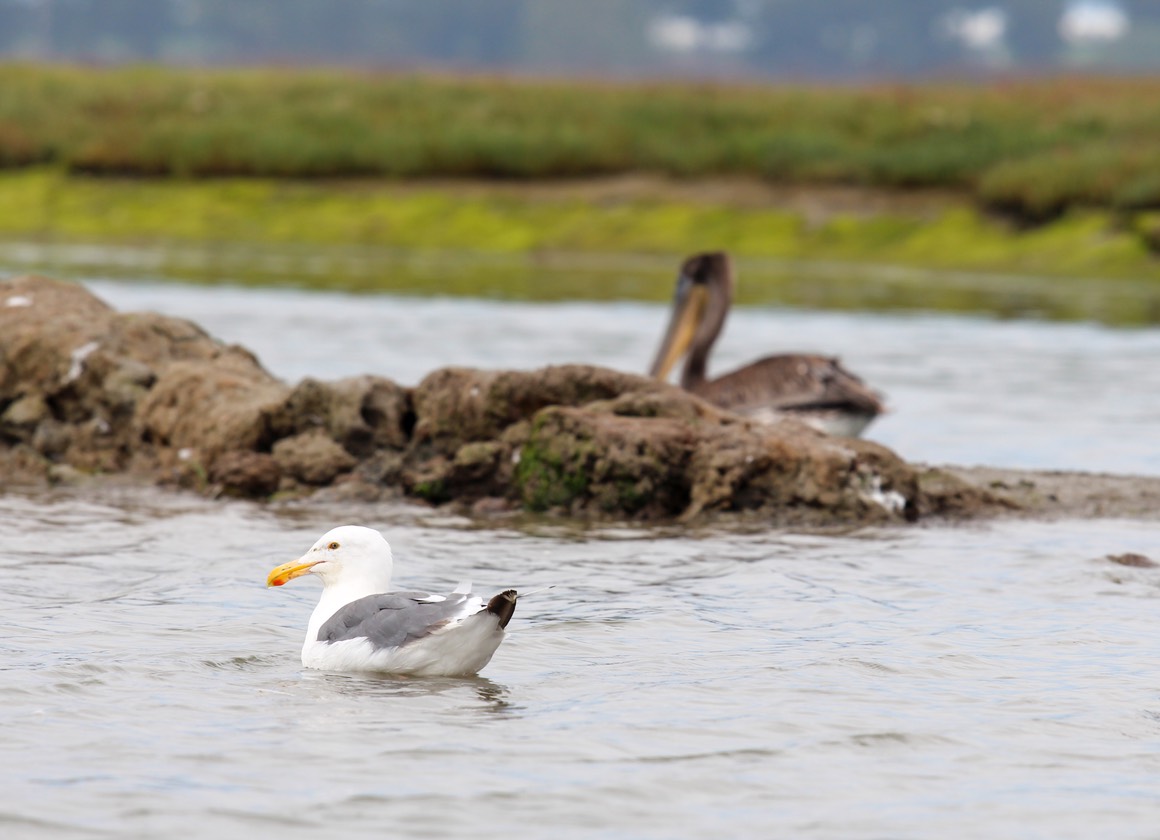 seagull