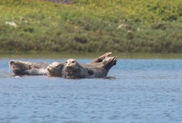seals2