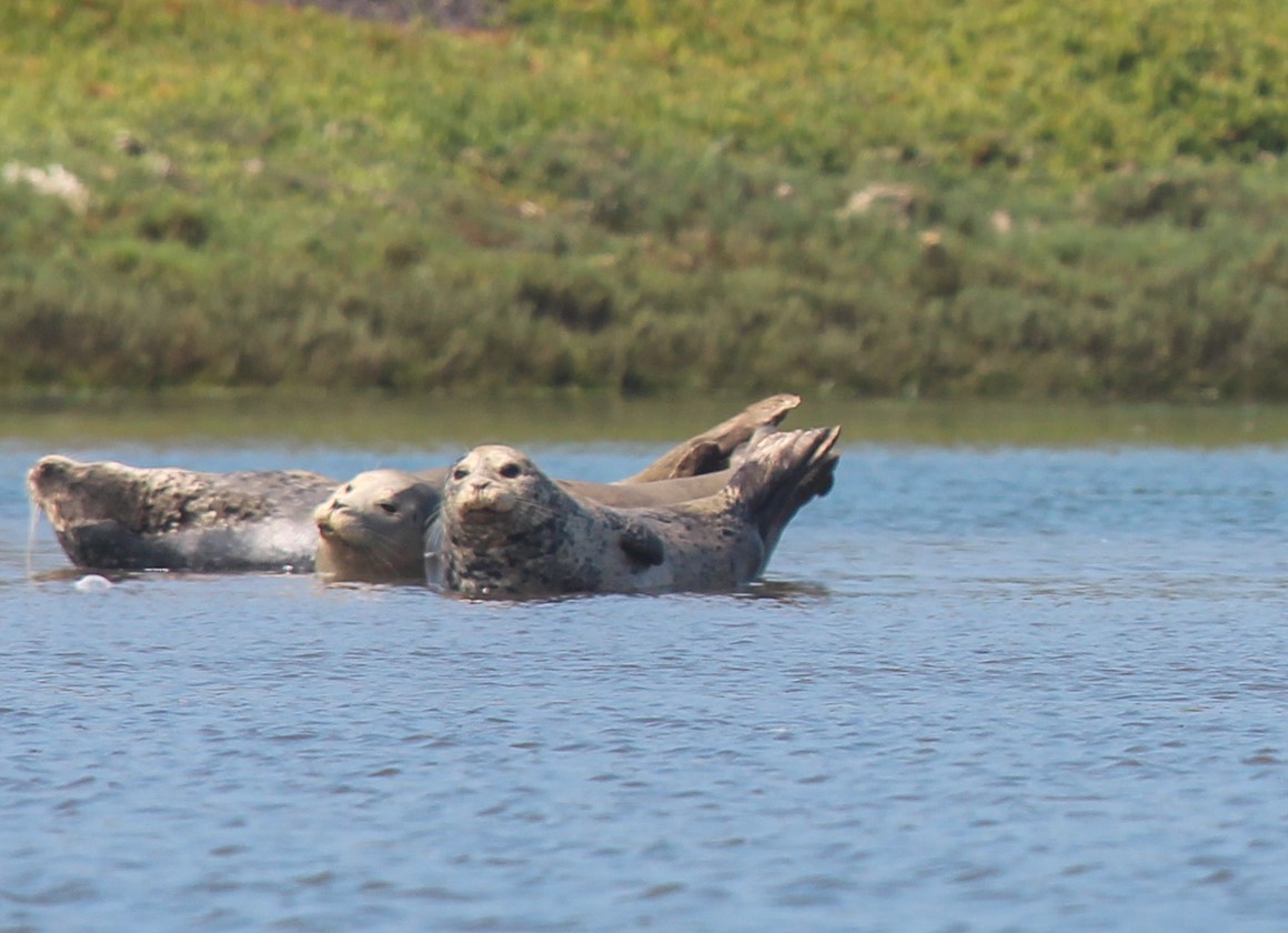 seals2