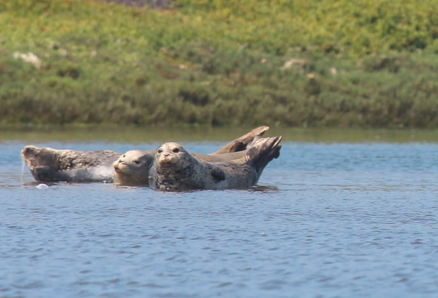 seals2